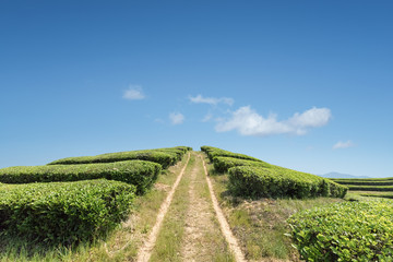 Fototapeta na wymiar tea plantation against a blue sky
