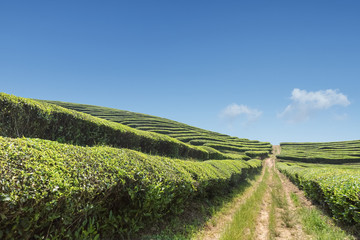Fototapeta na wymiar beautiful tea plantation and blue sky