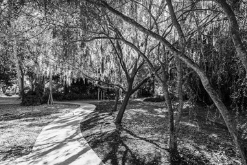 Black and white photo showing path under the trees in park in Florida