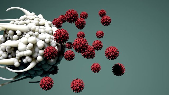 Dendritic cells protecting the host from viral infection