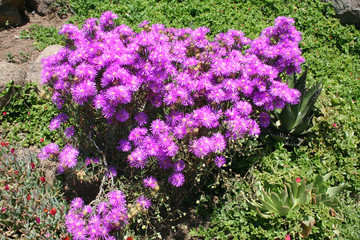 Obraz premium Iceplant (BCX 0080)