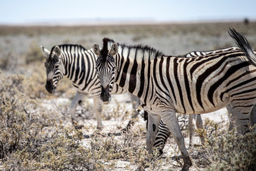 Fototapeta na wymiar A zebra grazes in the grassy plains near Gaseb