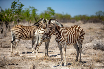 Fototapeta na wymiar A zebra grazes in the grassy plains near Gemsbokvlakte
