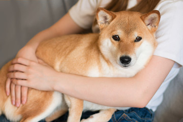 A woman hugs a cute red dog Shiba Inu, lying on her lap at home. Close-up. Happy cozy moments of life. Stay at home concept