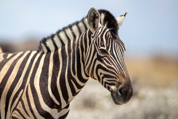 Fototapeta na wymiar A zebra grazes in the grassy plains
