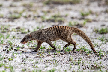 A mongoose in Etosha National Park