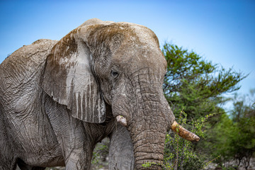 Fototapeta premium Elephant eats vegetation