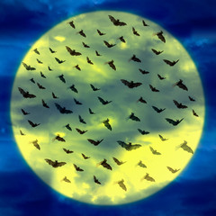 creepy moonlight with flying bats