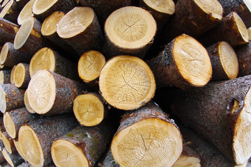 wood stack trunk side view forest industry wide angle timber heap