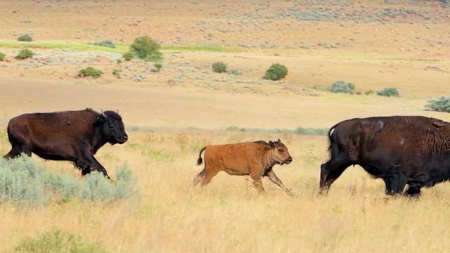 Herd of bison crossing walking running street road with calf on Antelope Island State Park near Great Salt Lake City in Utah, USA in slow motion