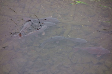 藻や水草が生える、清流の河川に群れで生息する鯉達