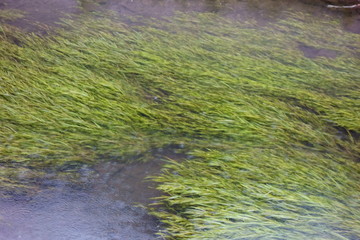 水流になびいている、清流に生える藻の仲間の水草