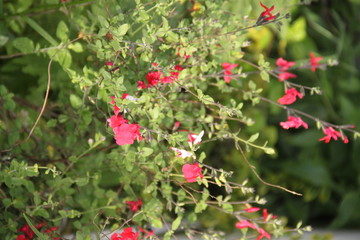 Baby Graham's blackcurrant sage hot lips	
