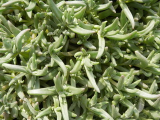 多肉植物マツバギクの厚い葉