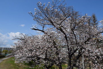 Fototapeta premium 桜