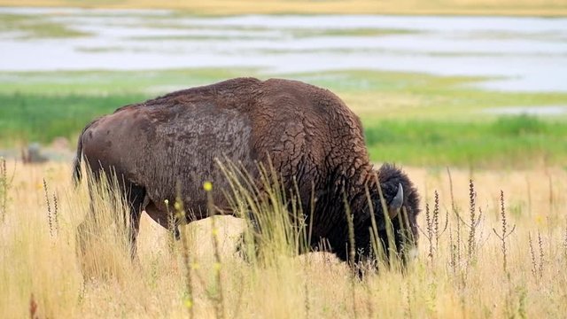 One single male bison side view grazing on grass eating on Antelope Island State Park near Great Salt Lake City in Utah, USA in slow motion