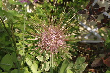 Pink allium fireworks star spring flower