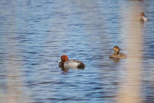 Red Head ducks on a pond.