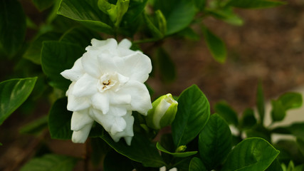Obraz na płótnie Canvas Blooming white flower on blur background