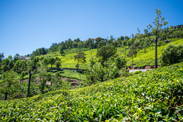 Beautiful view of tea garden and Ooty city of Tamil Nadu
