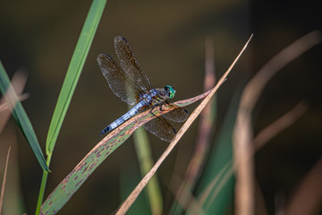 A blue dasher dragonfly at rest on some sawgrass next to Scotts Run Lake in eastern Pennsylvania