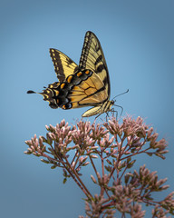 Portrait of an eastern tiger swallowtail butterfly feeding on flowers against a blue sky background