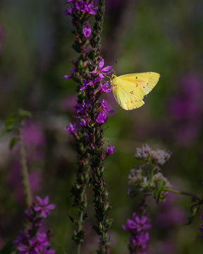 An orange sulphur butterfly climbs as it feeds on a stand of purple flowers