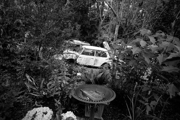 Car wreck, mini minor shell, car shell, rusting in the garden, Tropical garden, lost in the jungle