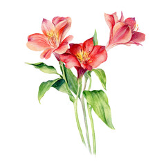 Hand Drawn Watercolor of Red Flowers. Isolated on white background.