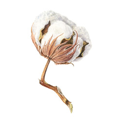 Hand drawn watercolor Cotton boll. Can be used as a greeting card for background, birthday
