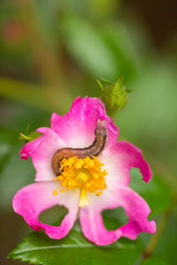 Obraz premium A caterpillar or worm eating a rose flower