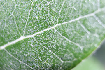 Textured Leaf