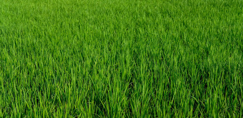 green padi rice field farm green organic grass