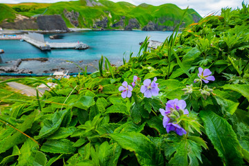 春の清々しい礼文島の風景