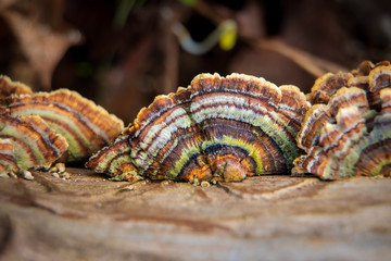 Colorful turkey tail mushroom (Trametes versicolor) growing on a log