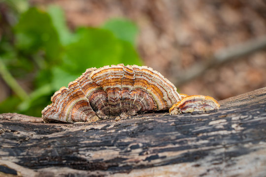 Brown turkey tail mushroom (Trametes versicolor) growing on a log