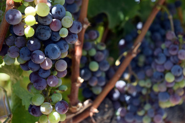 Zinfandel grapes in veraison, Northern California. - obrazy, fototapety, plakaty