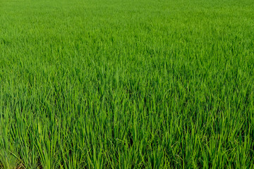 green padi rice field farm green organic grass