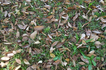11月の枯れ葉