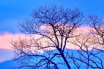 Fototapeta na wymiar 琵琶湖の湖上木と夕焼けのコラボ情景＠滋賀