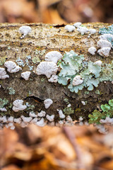 Split gill mushroom (Schizophyllum commune) and lichen growing on a log