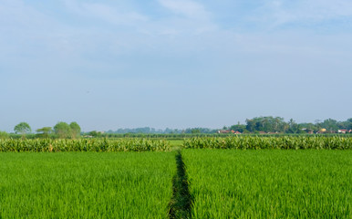 farm fields green rice nature farm blue sky background