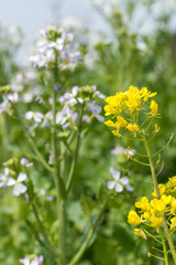 大根の花をバックにチンゲンサイの花