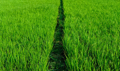 green padi rice field farm green organic grass