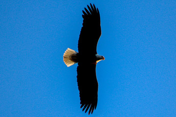 eagle in flight