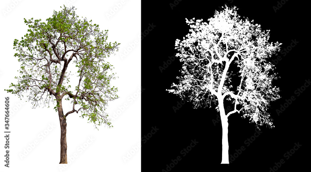 Wall mural isolated single tree on white background with clipping path