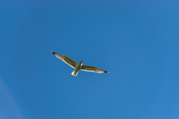 One seagull opened wings flying on the blue sky