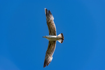 Huge seagull flying on the blue sky