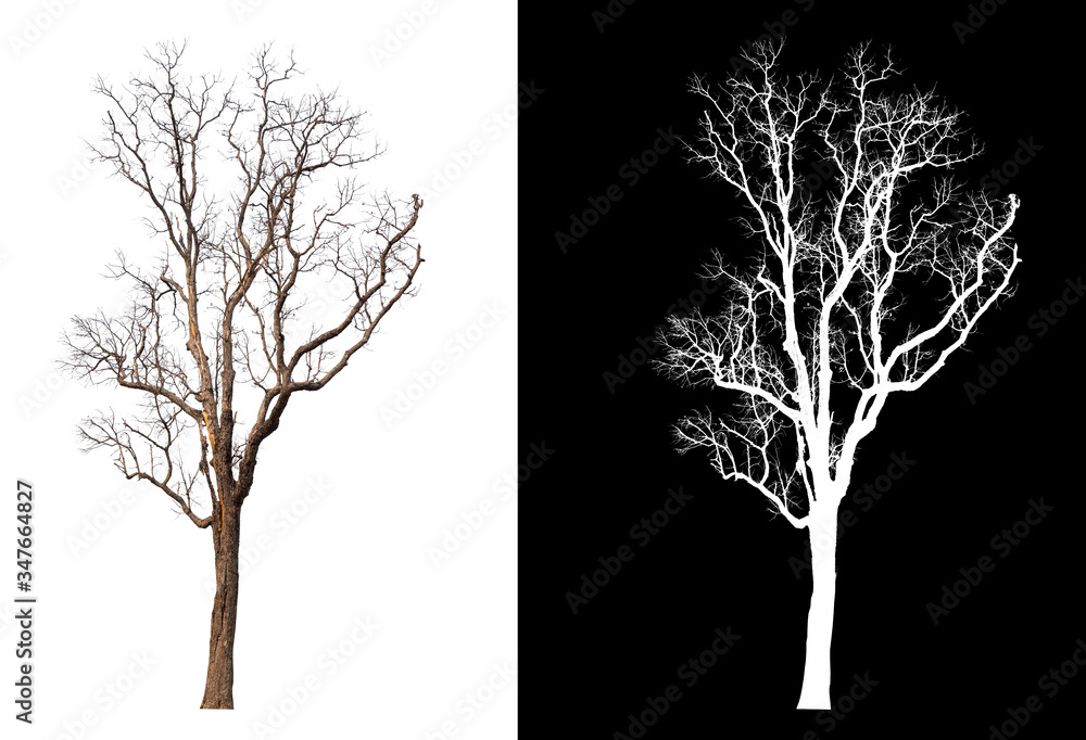 Leinwandbilder Isolated single tree on white background with clipping path