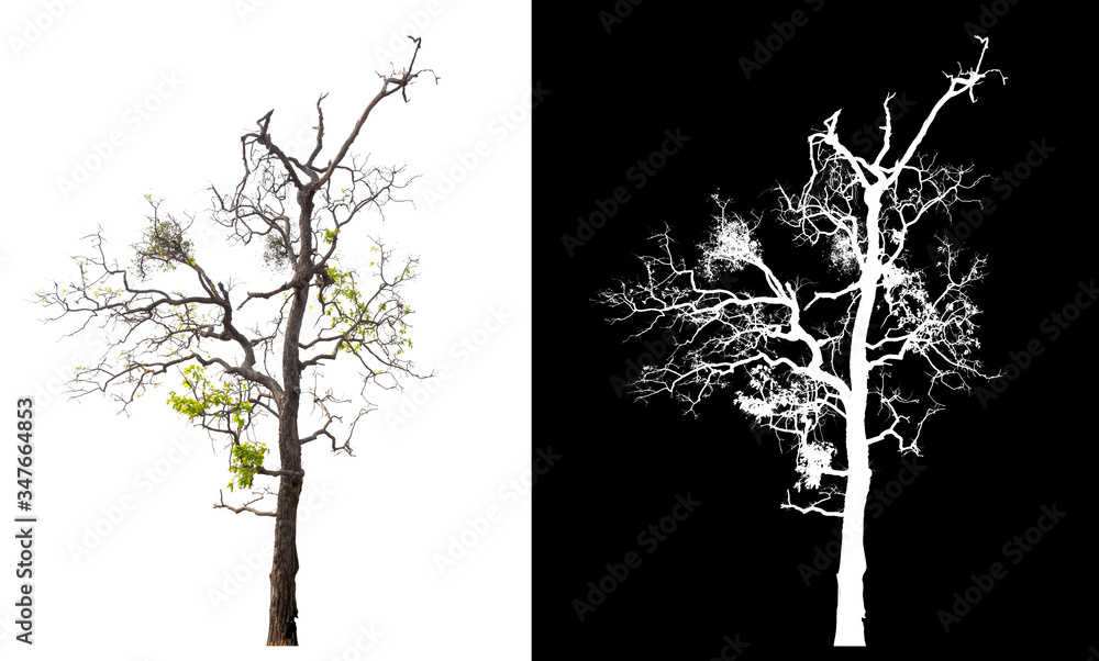 Aufkleber Isolated single tree on white background with clipping path